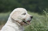 GOLDEN RETRIEVER 668